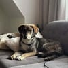 Leonie sucht ihr für immer zu Hause