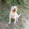 Gero sucht ein Zuhause