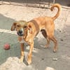 Selbi  ein lieber Hund sucht Menschen auf Pflegesstelle