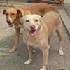Selbi  ein lieber Hund sucht Menschen auf Pflegesstelle
