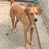 Selbi  ein lieber Hund sucht Menschen auf Pflegesstelle