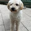 MOGLI-hübscher, liebenswerter Hunde-Senior, 45 cm