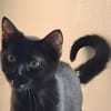 BAGHEERA