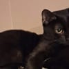 BAGHEERA