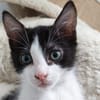 Bernard [Chaton]