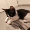 Bernard [Chaton]