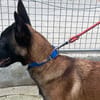 Capucine