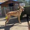 BENITO (Los Reyes)