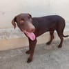 PIXEL (MARTINA)