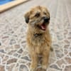 OLLIE (Maria)