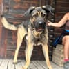 MOOSE (Maria)