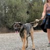 MOOSE (Maria)