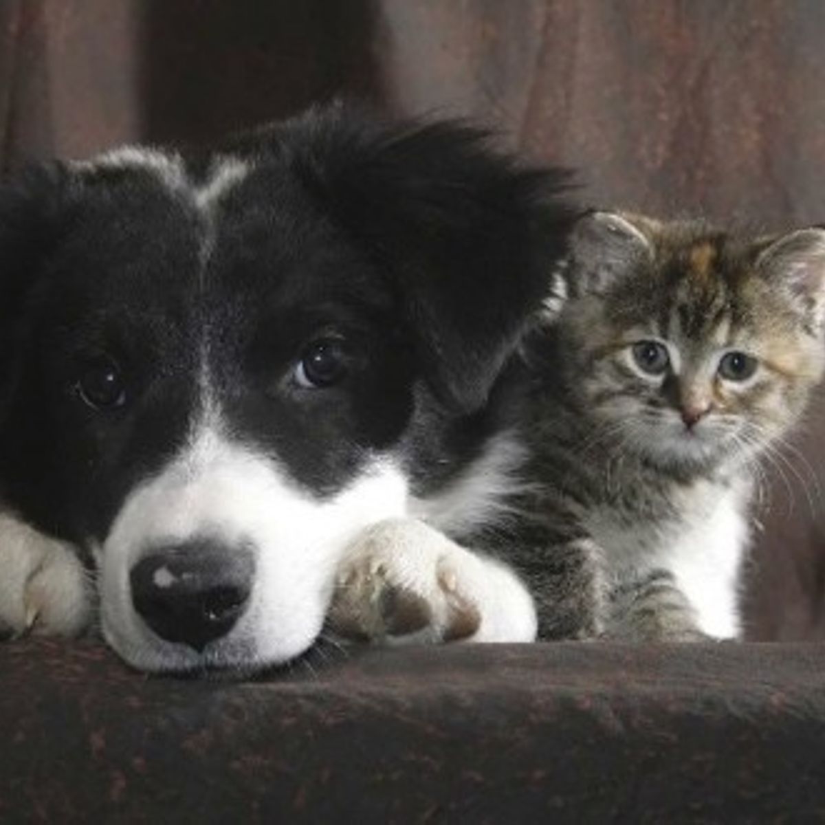 La Cohabitation Entre Chien Et Chat Des Conseils A Suivre Pour Une Bonne Entente