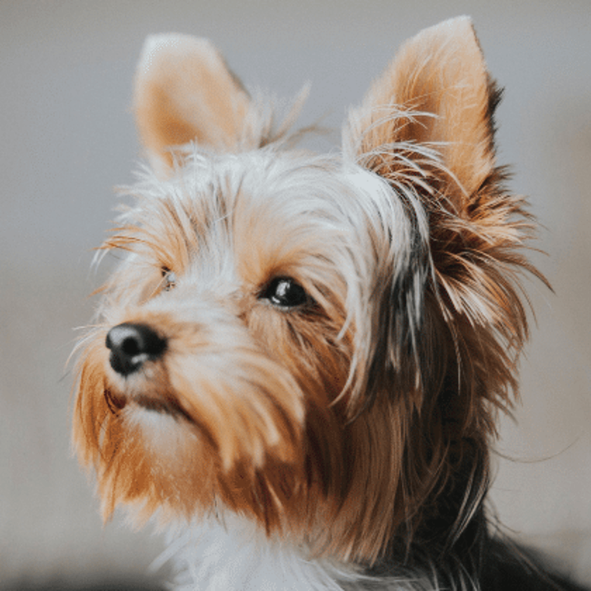What are Some Hypoallergenic Dog Breeds: Top Allergy-Friendly Picks
