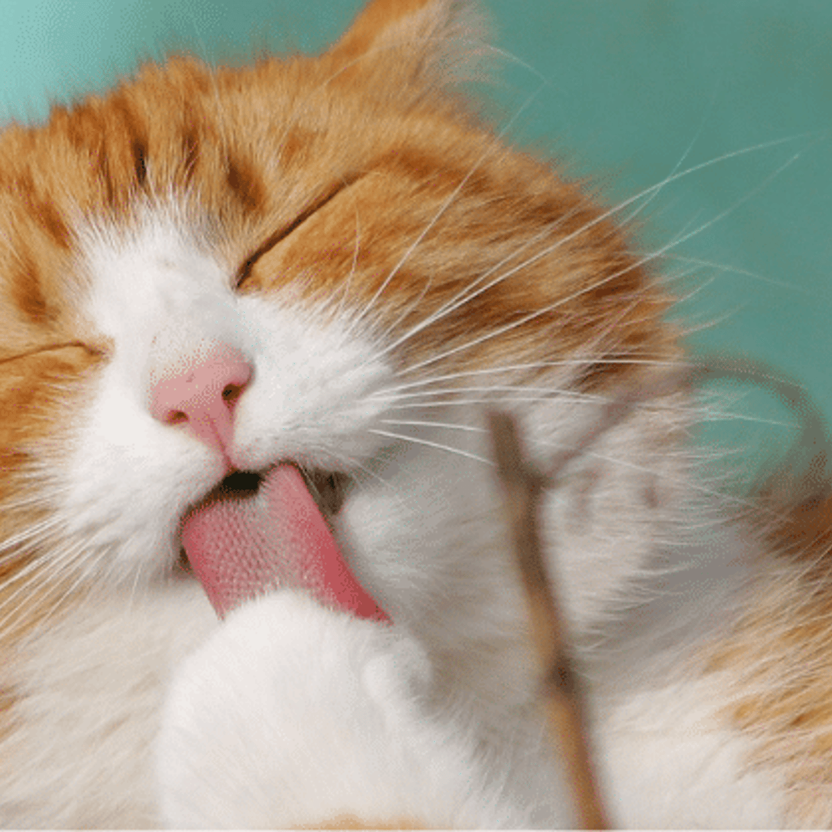 Can You Groom Your Cat Yourself: Essential Tips for Success