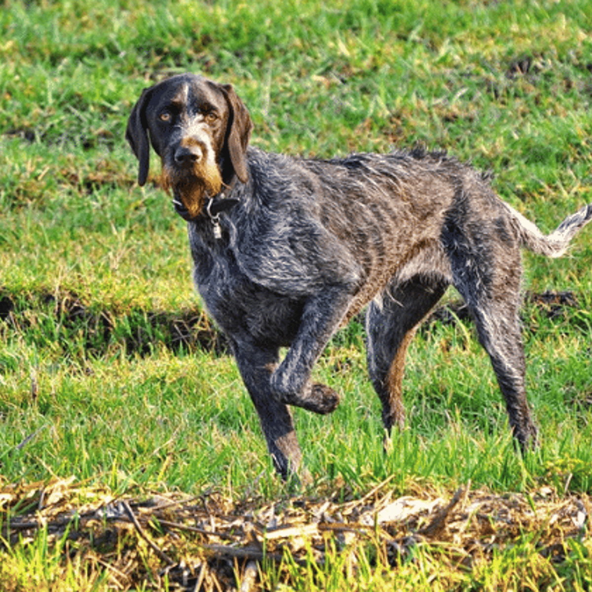 Bird Dog Breeds: Uncover Top Hunting Companions