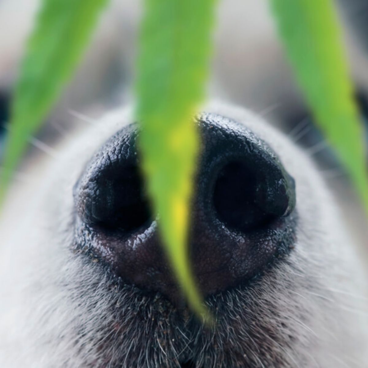 Giftige Pflanzen fr Hunde im Garten und in der Wohnung
