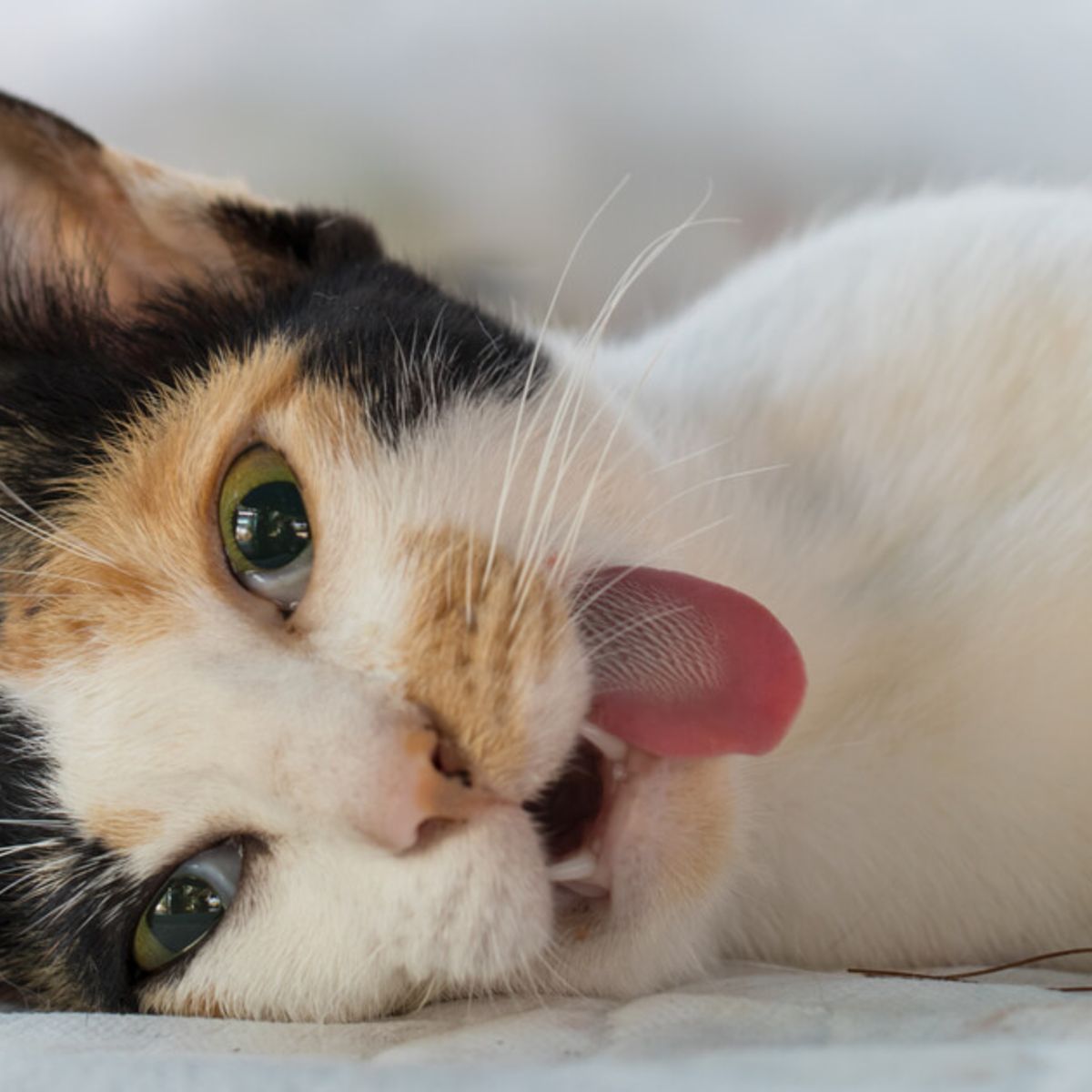 10 Dinge, die gefhrlich und giftig fr Katzen sind