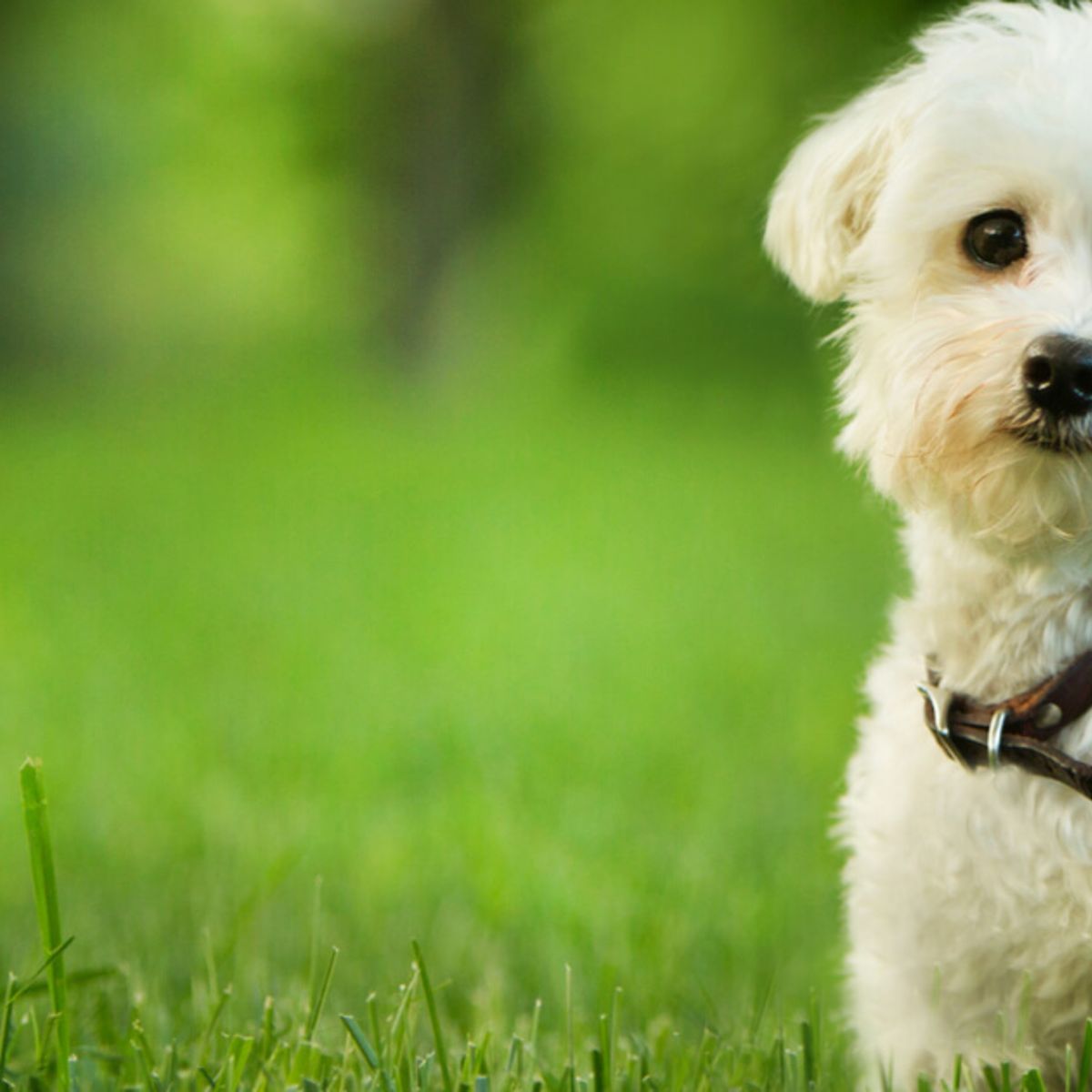 Small Dog Breeds Information And Facts