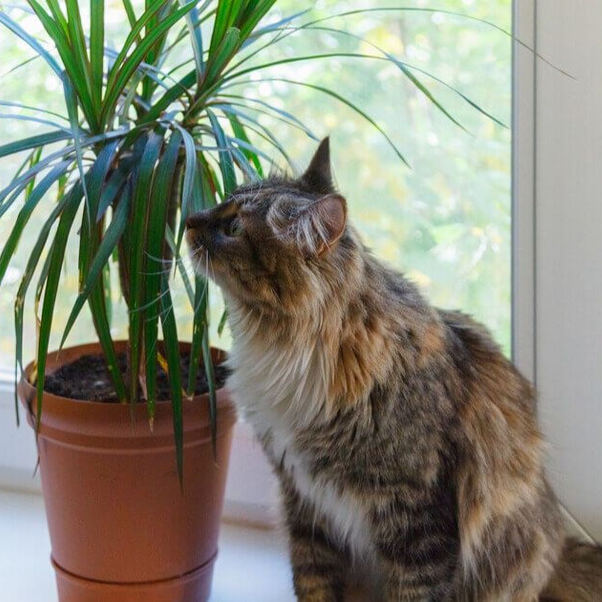 mini dracena Landscaping Plant Indoor Plants – Bastana Online Gardens main image 1