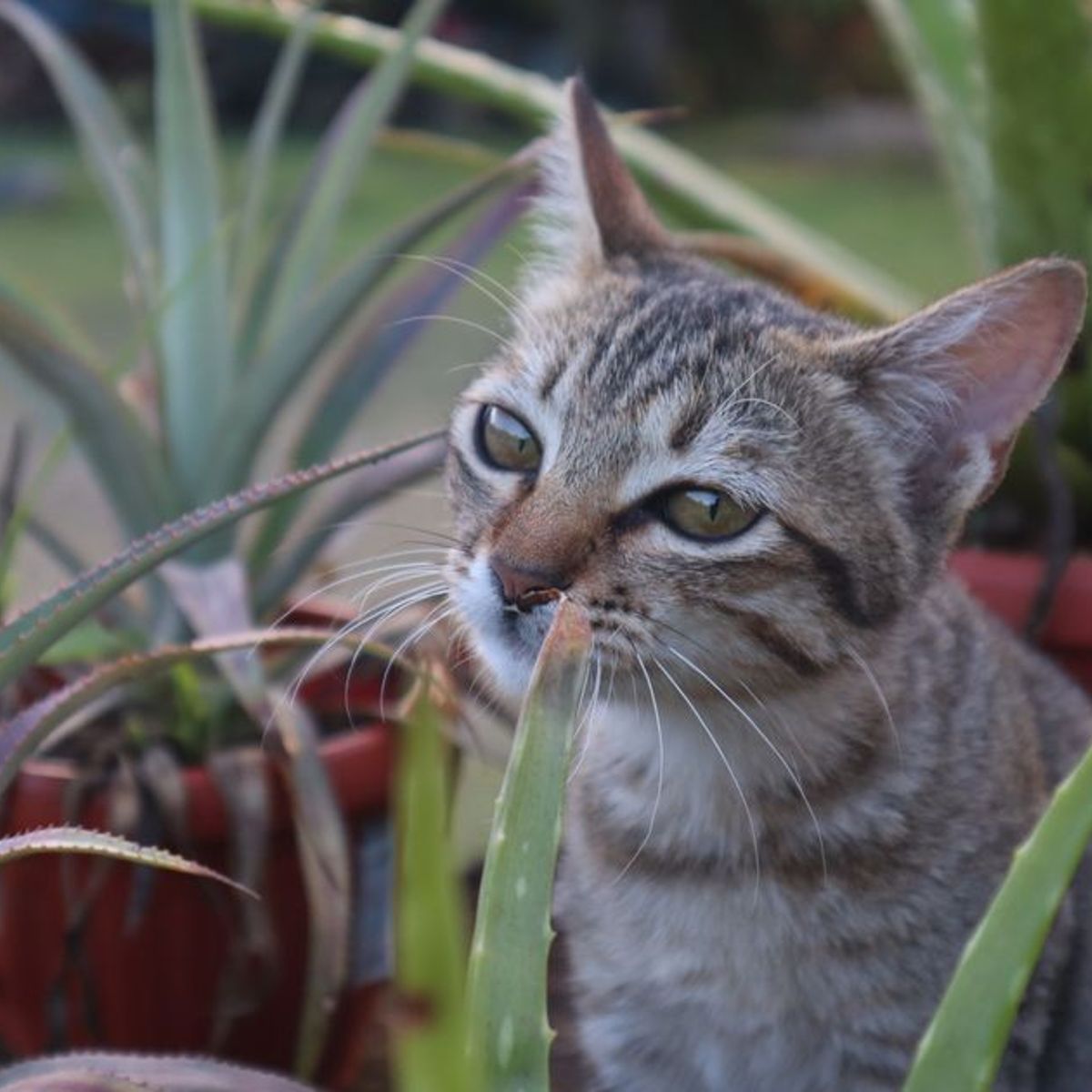 Aloe Vera fr die Katze: Giftig und schdlich oder gesund?