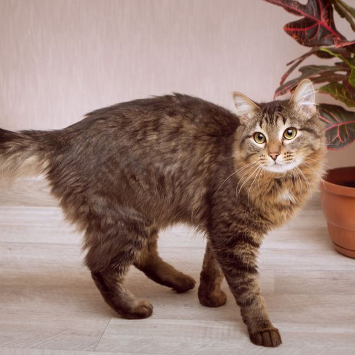 Ist der Gummibaum giftig fr Katzen?
