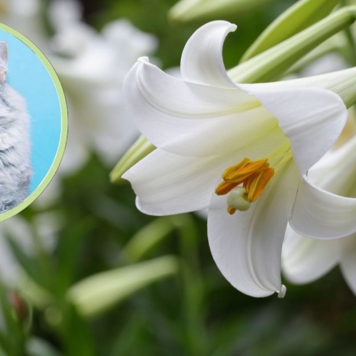 Lilien: Giftig fr Katzen oder nicht?