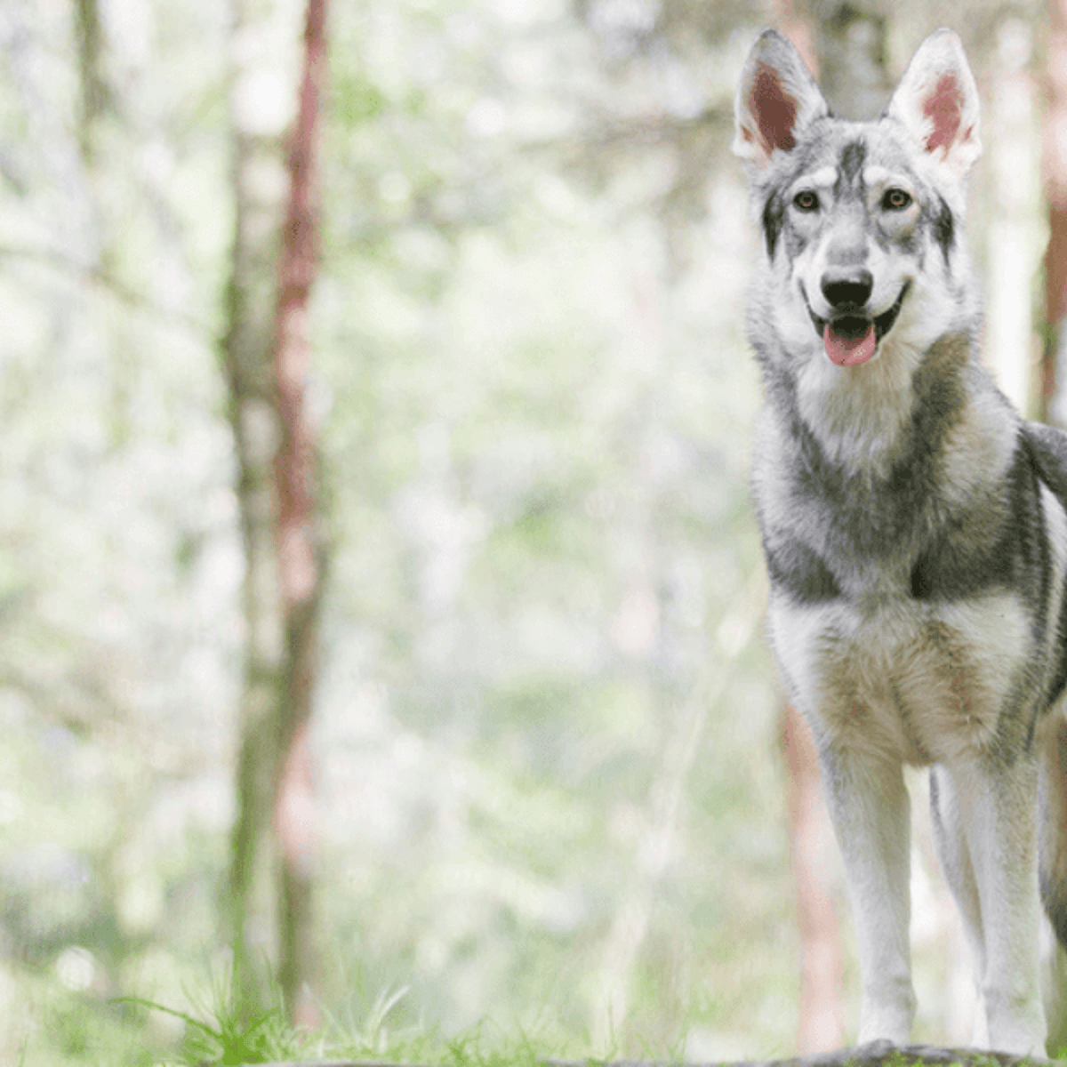 8 dog breeds that look like wolves