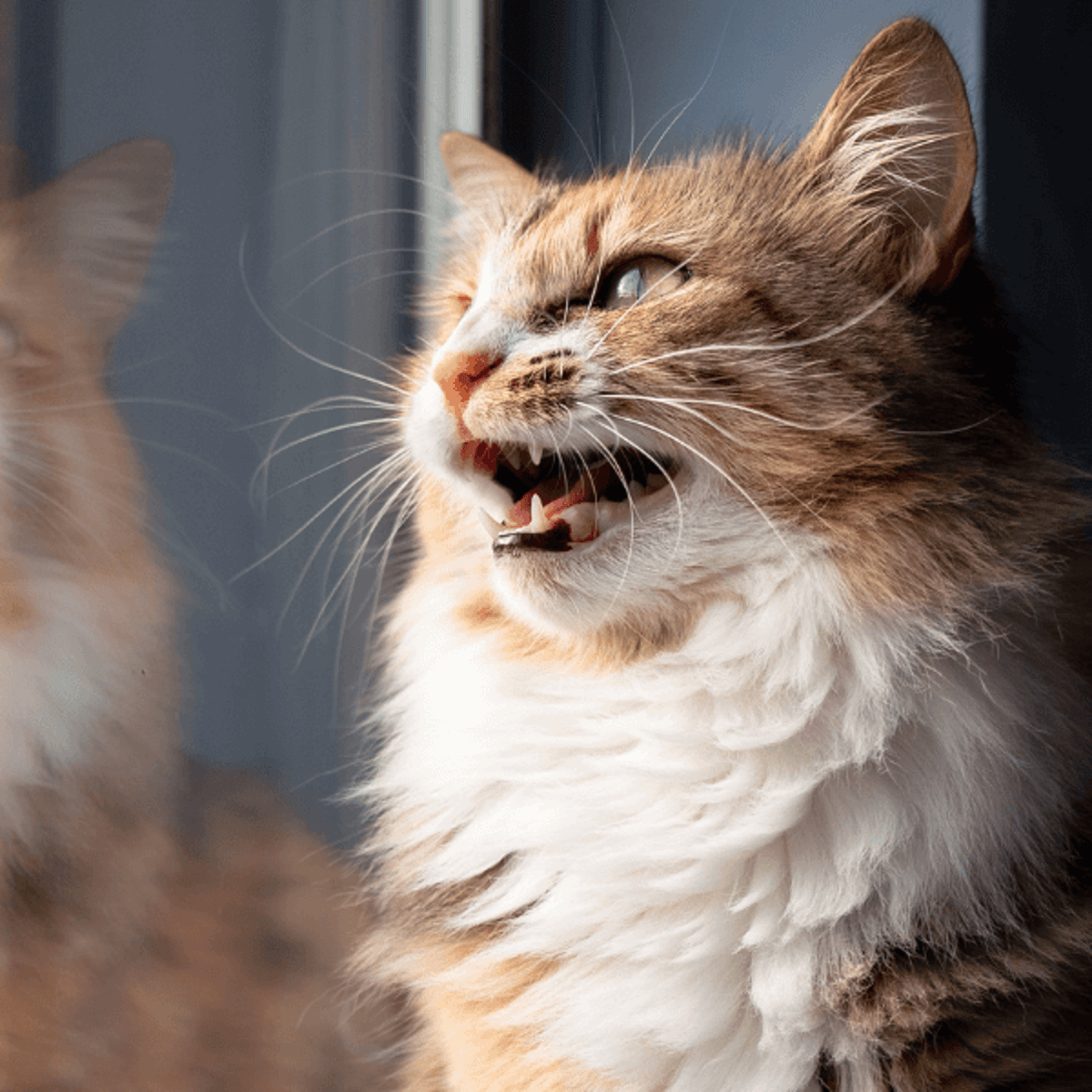 Why do cats chirp?