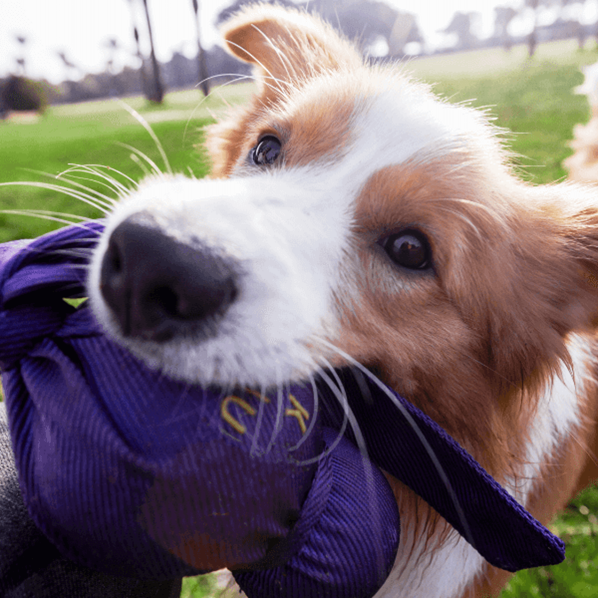 Games for dogs to play: 10 of the most entertaining games