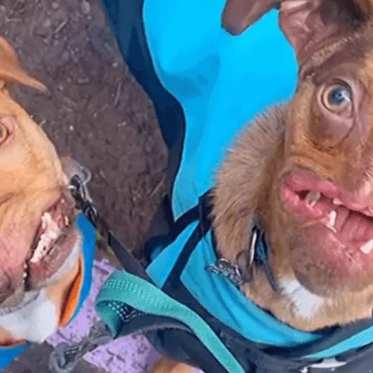 misvormde honden