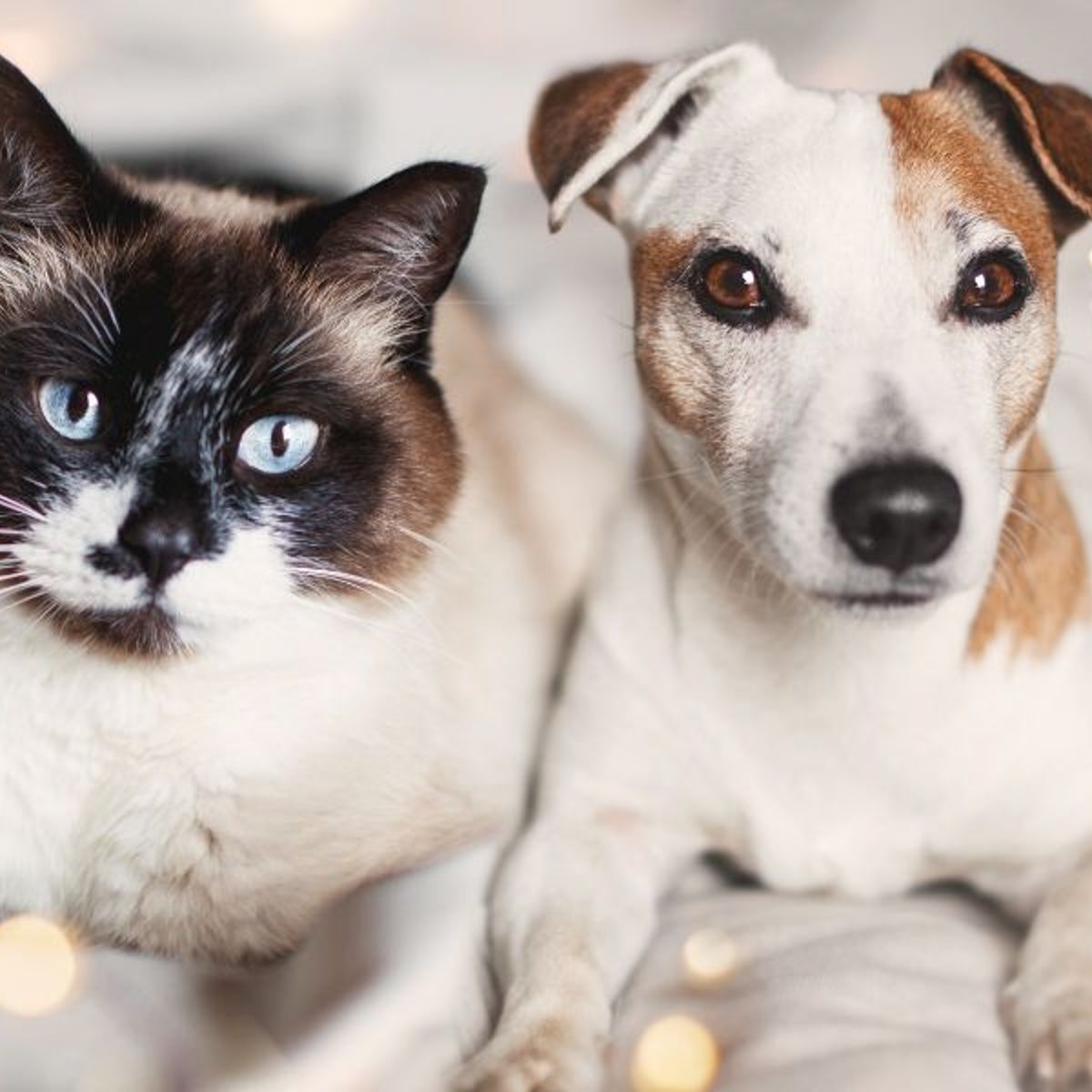 Les Chiens Ne Font Pas Des Chats En Anglais Les bonnes résolutions de nos chiens et chats pour 2023