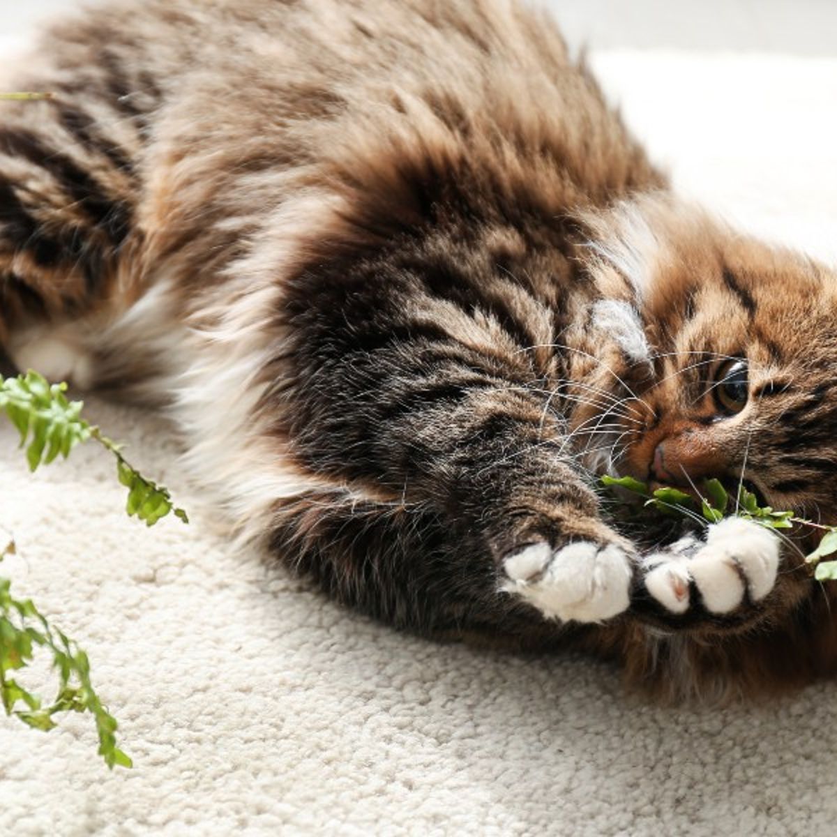 Ist Farn fr Katzen giftig?