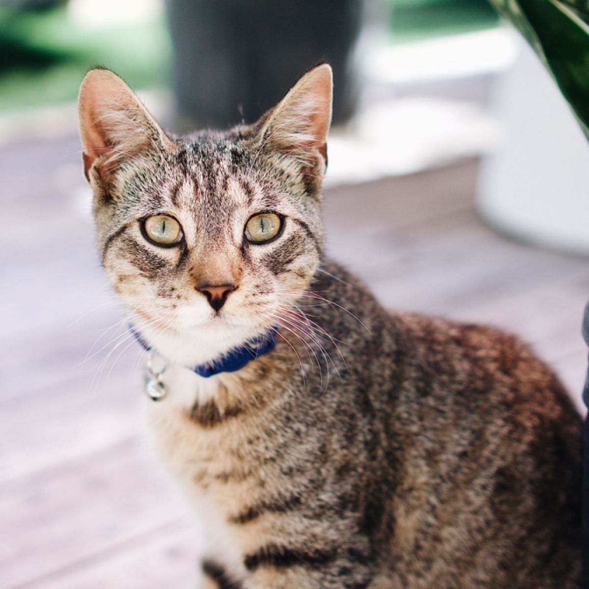 Ist Bogenhanf giftig fr Katzen?