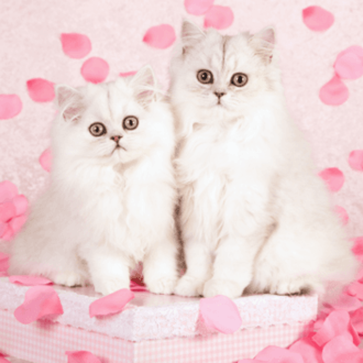 Les Chats Peuvent Ils Tomber Amoureux De L Affection A L Amour Il N Y A Qu Un Pas