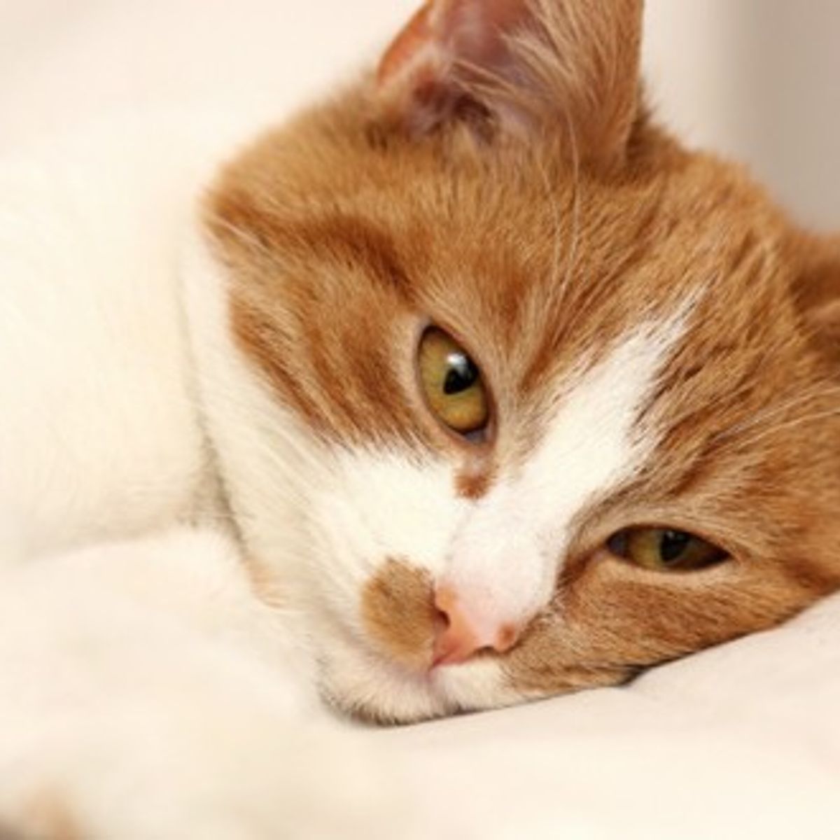 La Douleur Chez Le Chat Comment Savoir Si Mon Animal A Mal