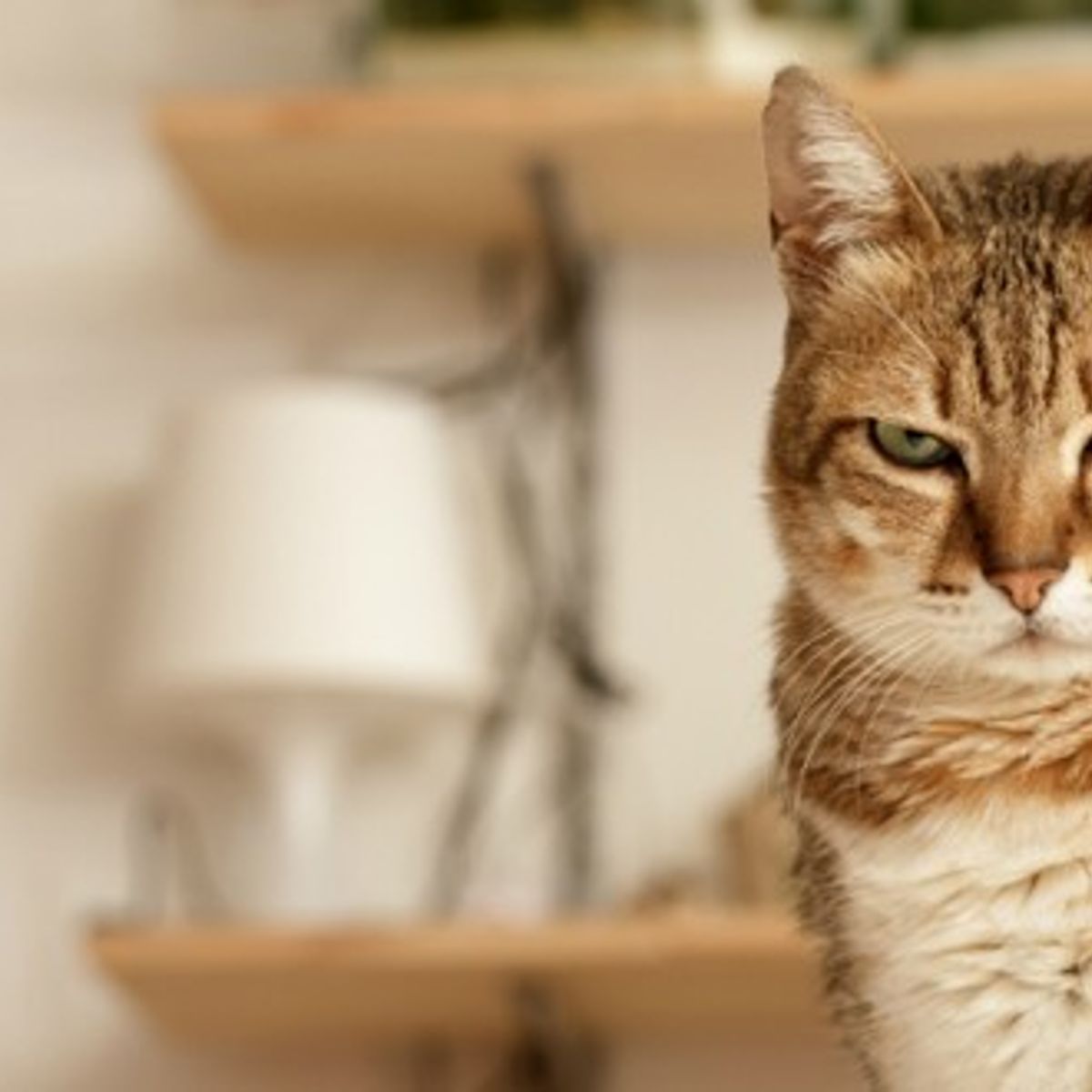 Comment Punir Son Chat Comment Punir Son Chat