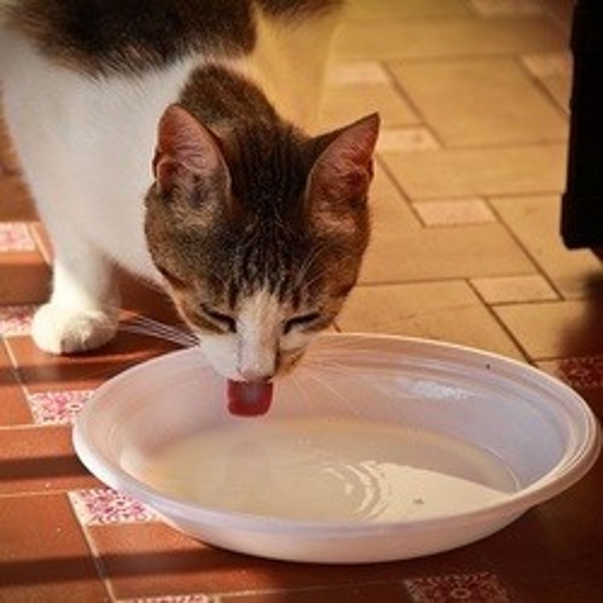 Pourquoi Mon Chat Leche Le Sol 10 aliments toxiques pour les chats