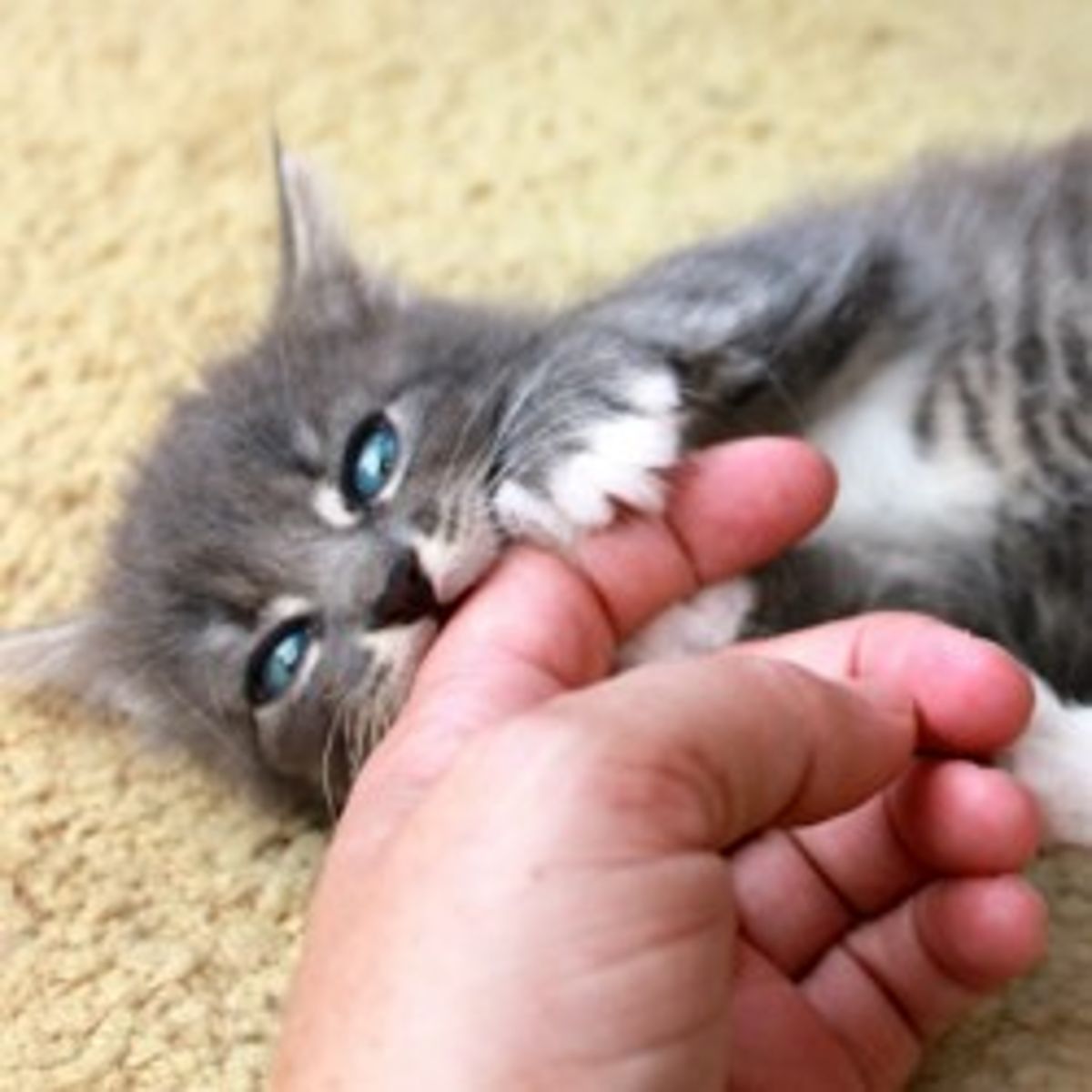 Pourquoi Mon Chat Me Mord Il Quand Je Le Caresse Ou Quand Je Joue Avec Lui