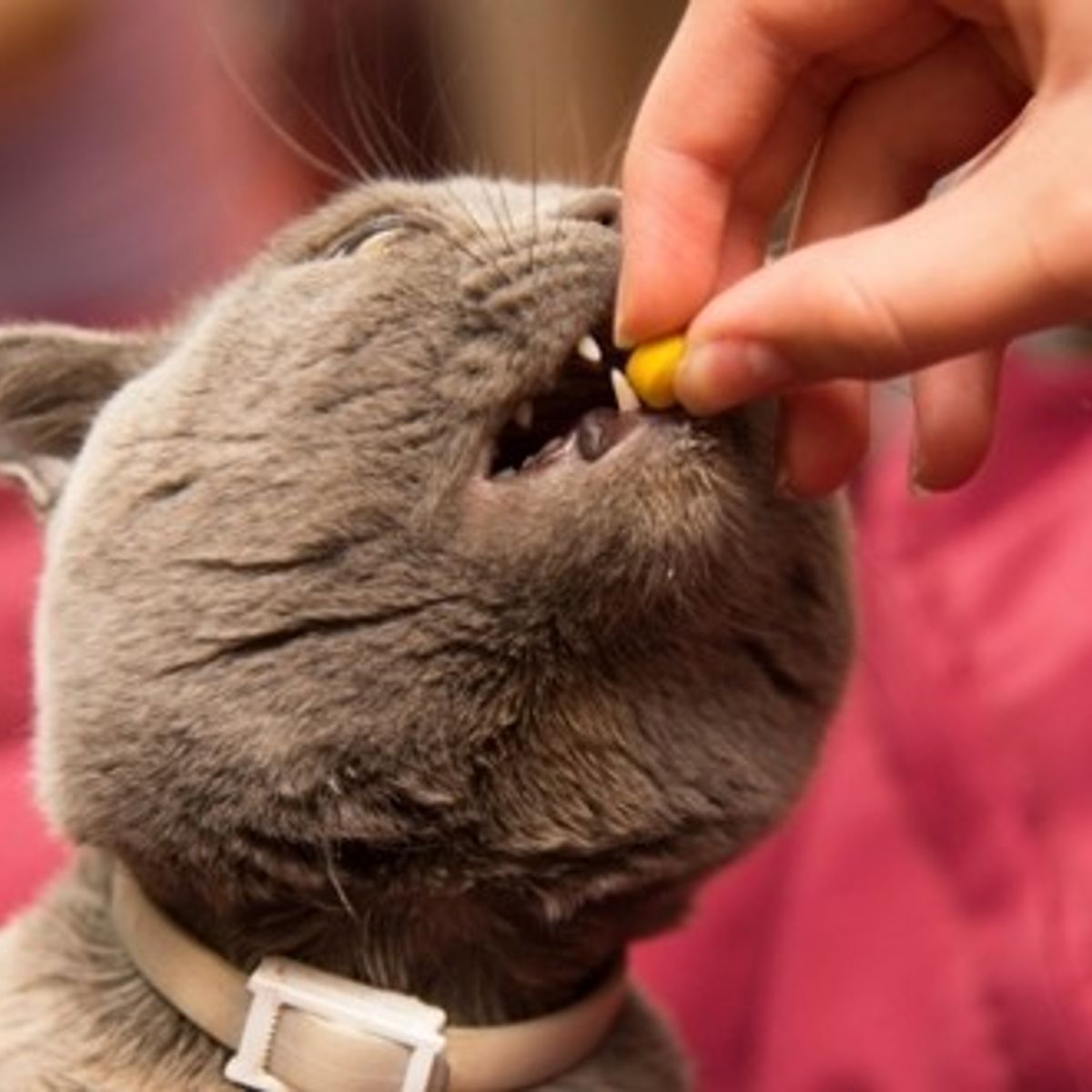 Homeopathie Pour Chat Qui S arrache Les Poils L'homéopathie pour animaux : tout savoir sur cette médecine vétérinaire  naturelle