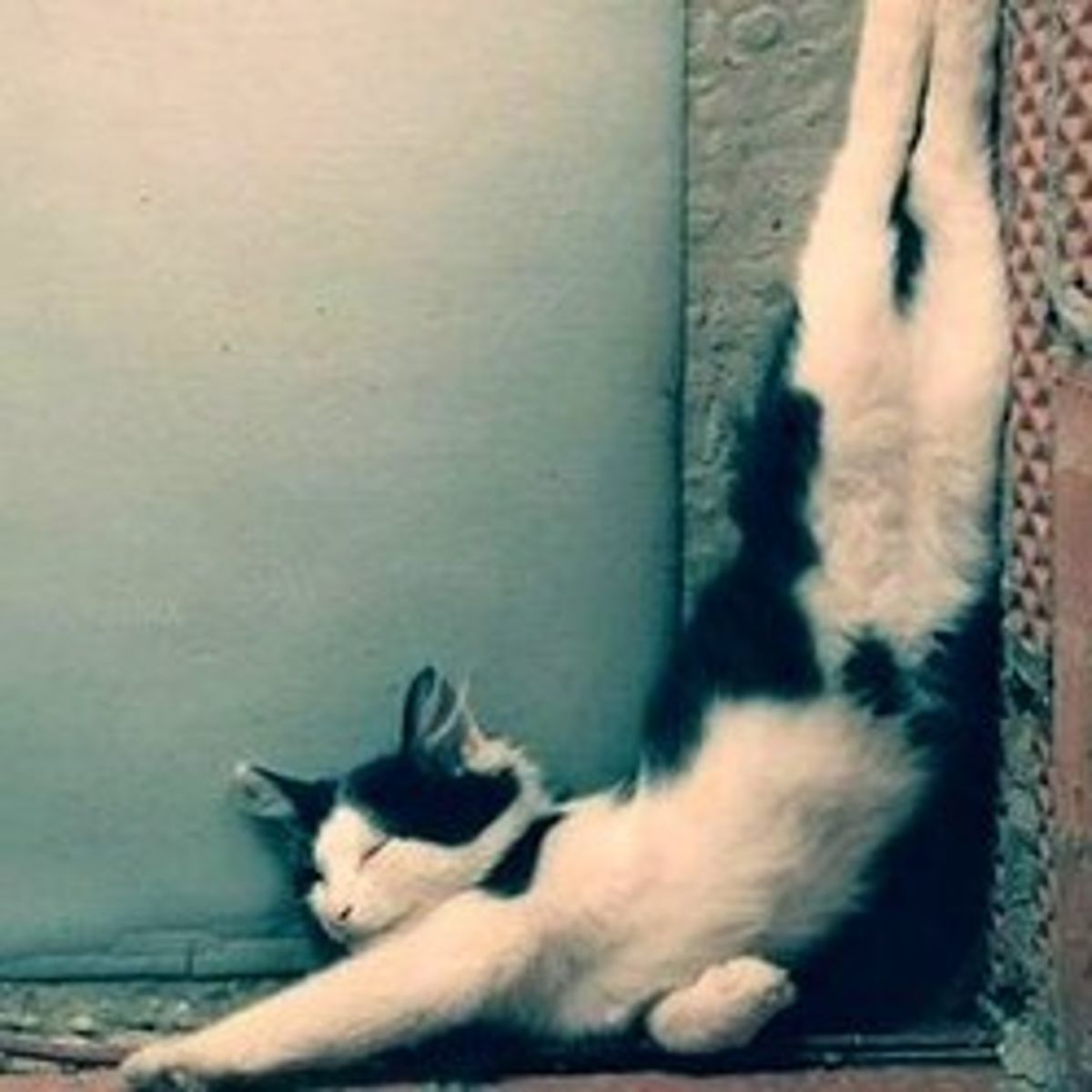 Les Positions Les Plus Extravagantes De Vos Animaux De Compagnie Photos