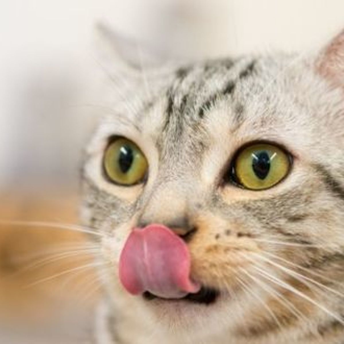 Comment Eviter La Lassitude Alimentaire Chez Le Chat