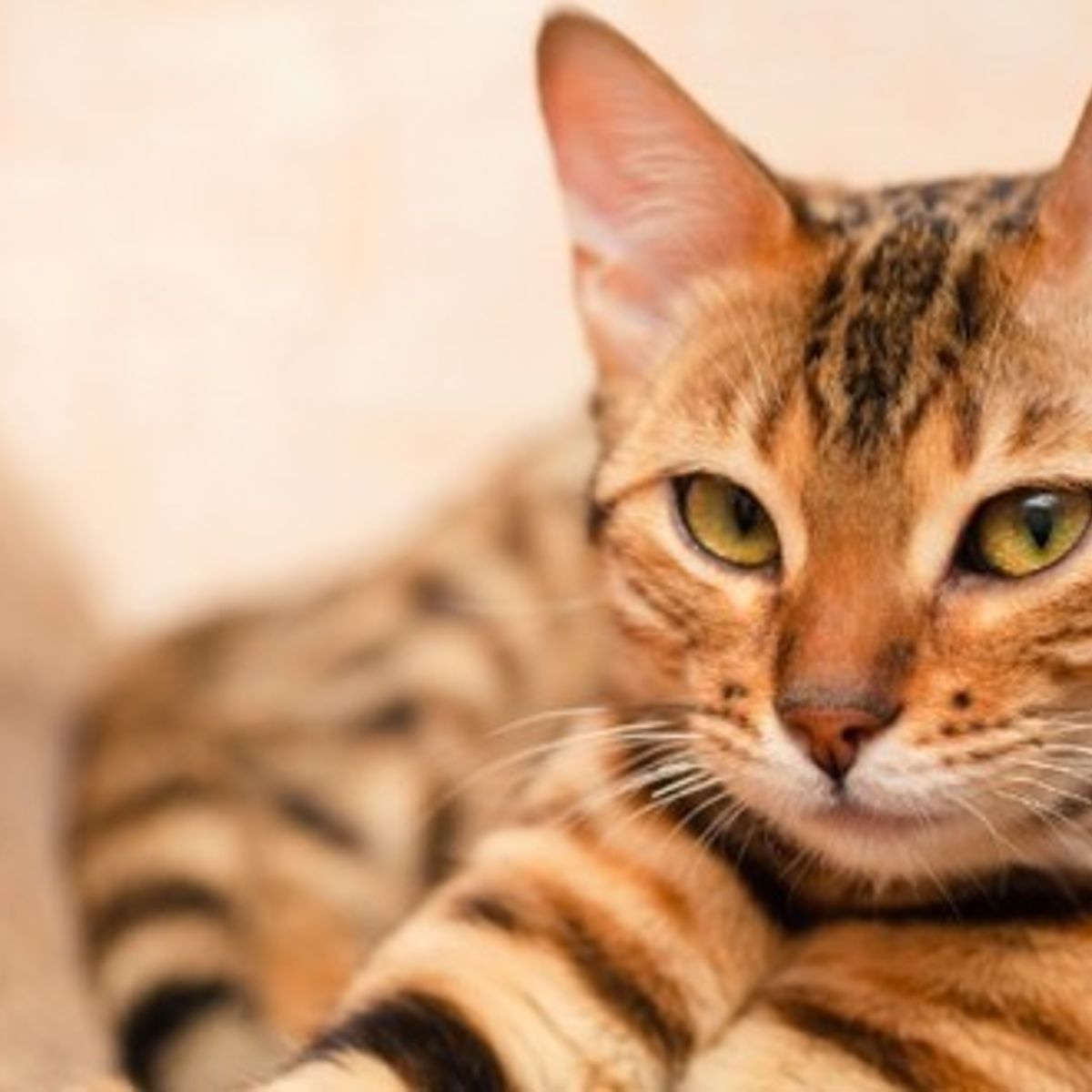 Homeopathie Pour Chat Qui S arrache Les Poils Peut-on traiter une allergie au chat par l'homéopathie ?