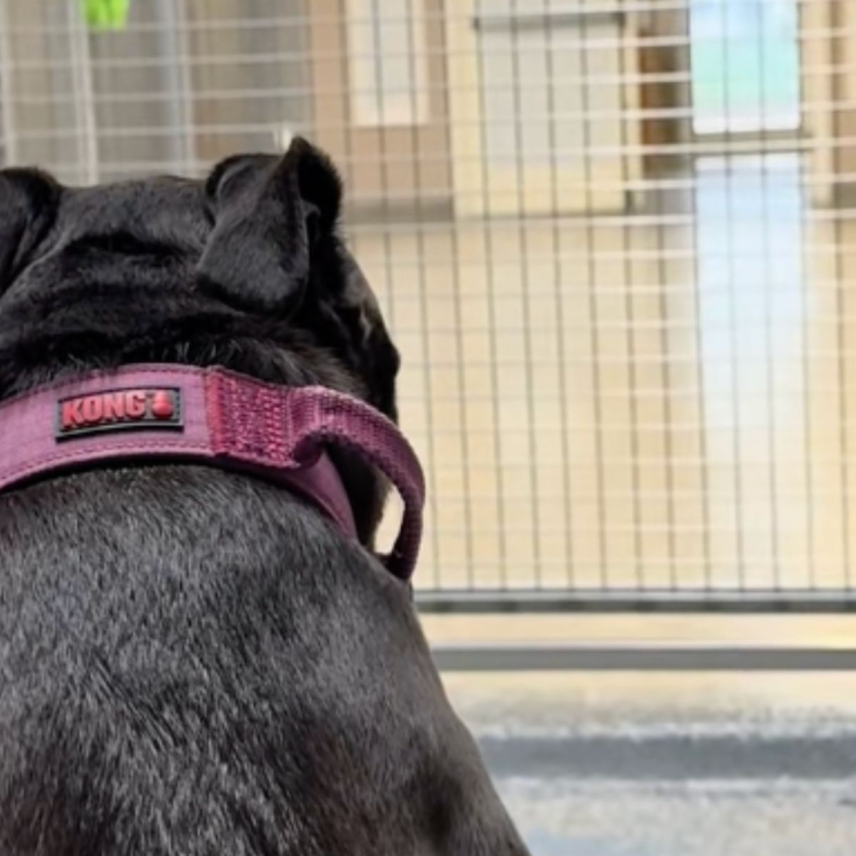 Pit Bull's lonely wait for her family breaks thousands of hearts