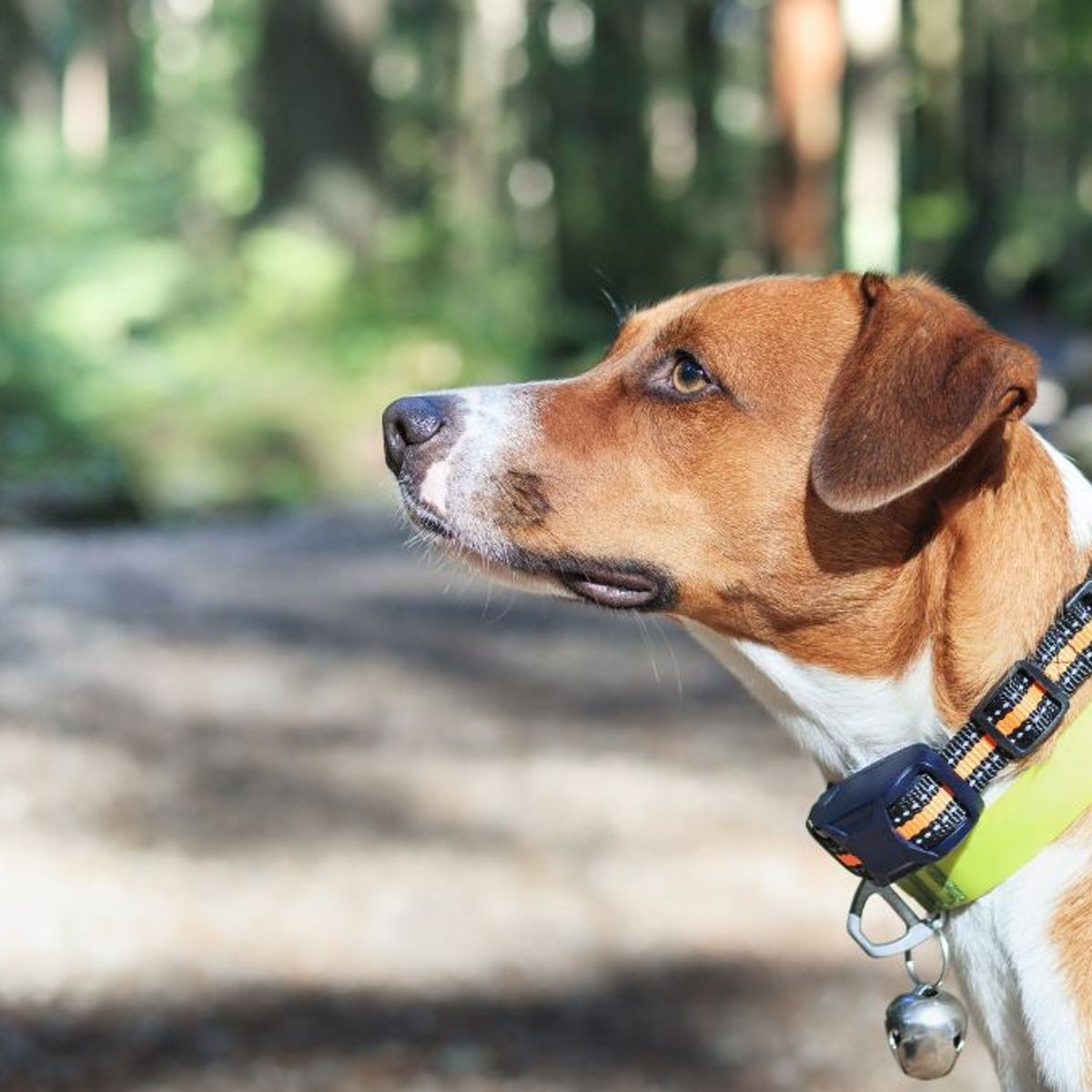 Elektrohalsband fr Hunde: Tierqulerei oder Hilfsmittel zur Erziehung?