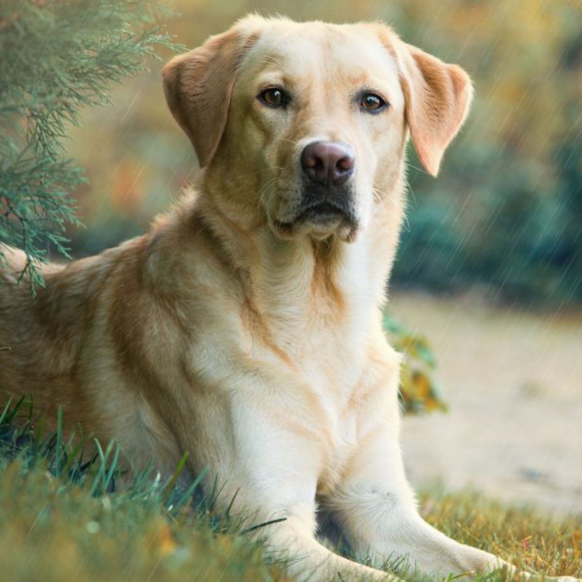 Tipps für ein langes und gesundes Leben eines Labradors