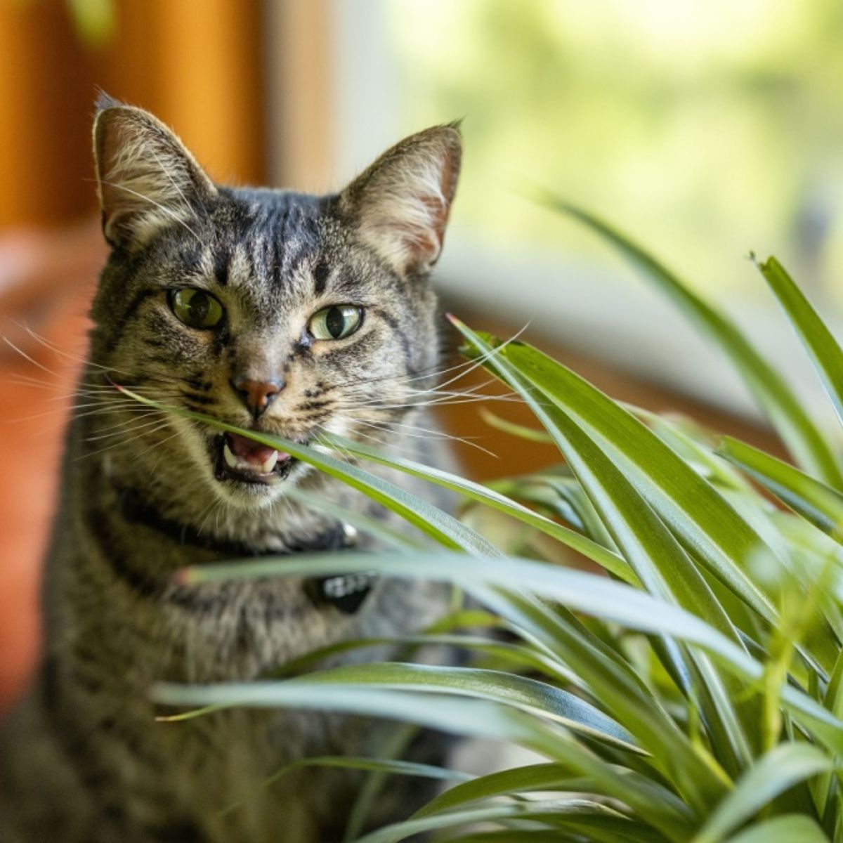 Grnlilie: Giftig fr Katzen oder nicht?