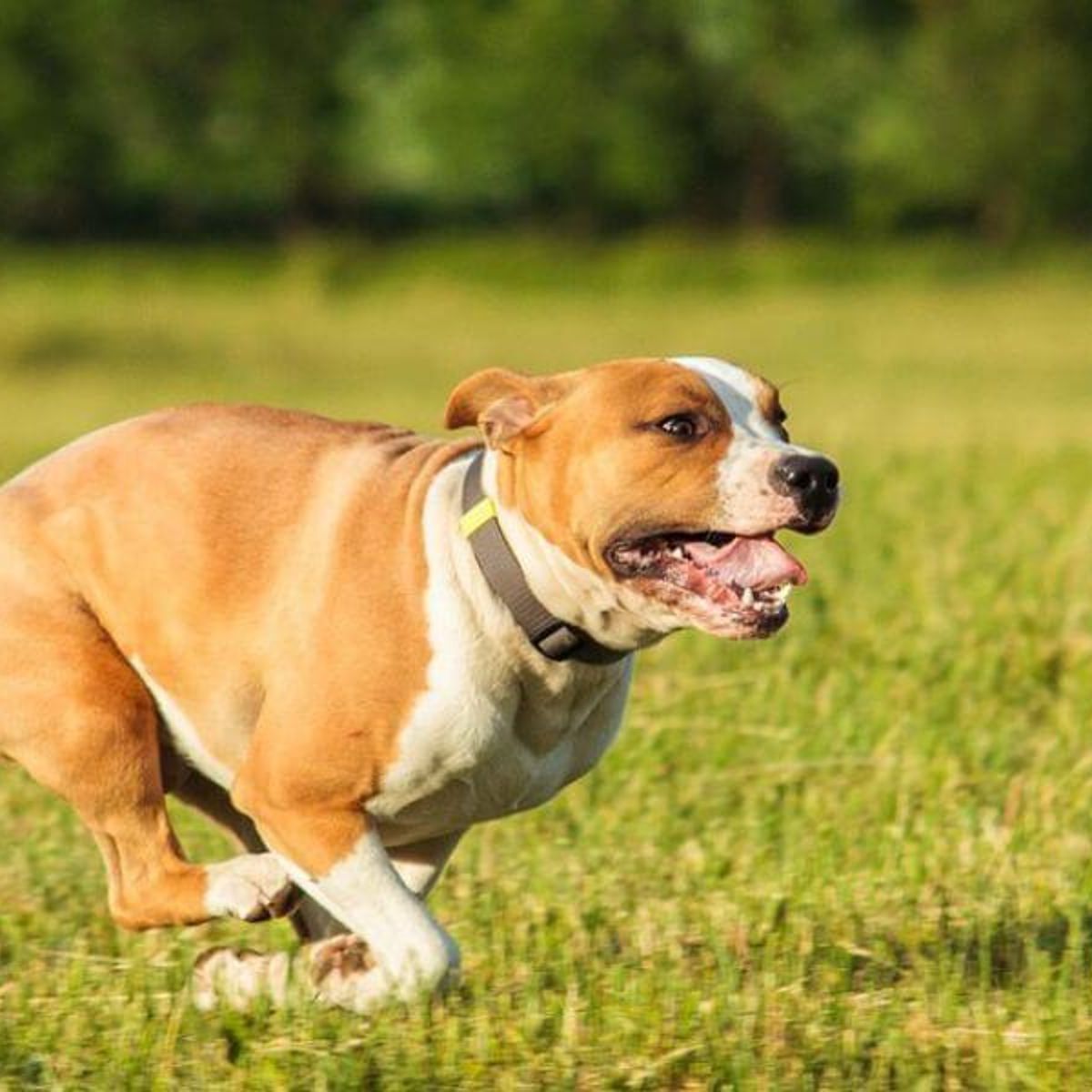 How to Train a Staffy Dog: Expert Tips for Lasting Results