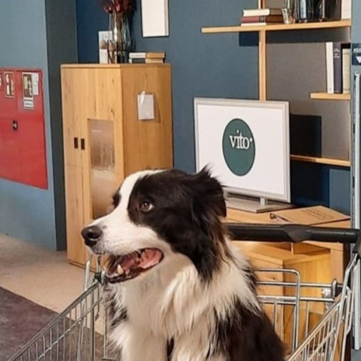 In welchem Möbelhaus sind Hunde erlaubt?