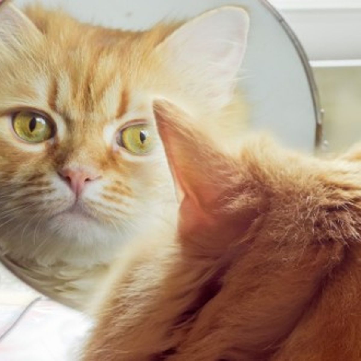 Les Chiens Et Les Chats Ont Ils Conscience De Leur Image